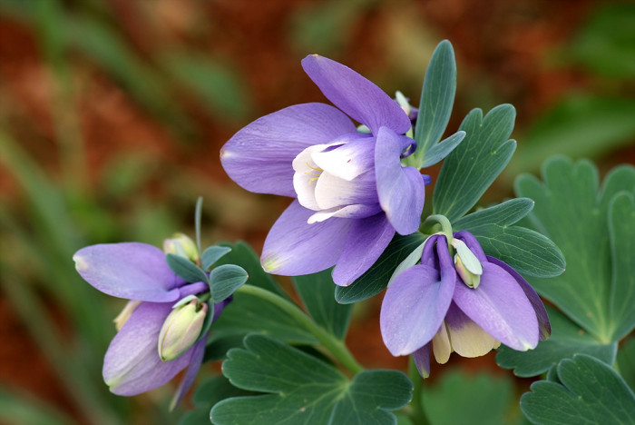하늘매발톱 - shape columbine, Aquilegia flabellata Siebold & Zucc. var. pumila (Huth) Kudo