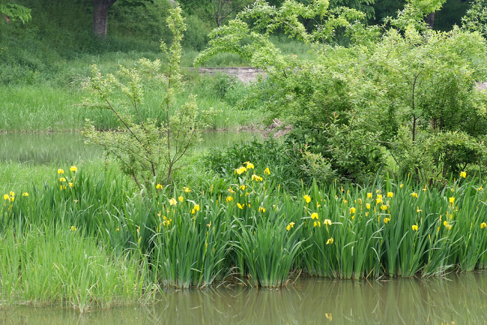 노랑꽃창포 - Yellow irid, Iris pseudacorus L.