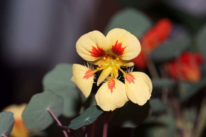 한련 - Garden nasturtium, Tropaeolum majus L.