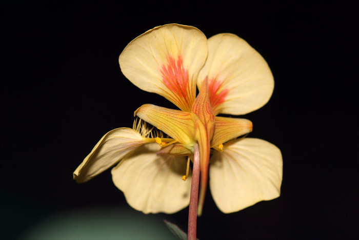 한련 - Garden nasturtium, Tropaeolum majus L.