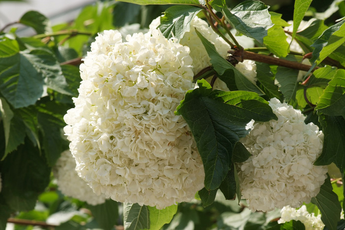 나무수국 - 스노우볼, Hydrangea paniculata Siebold for. paniculata