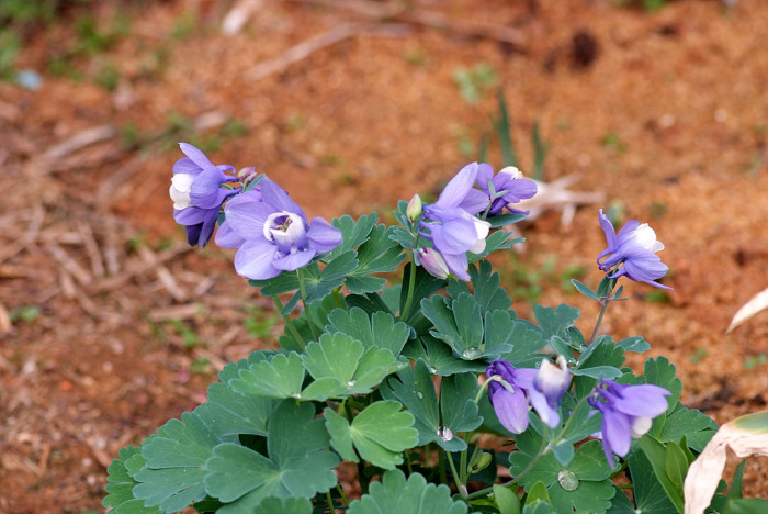 하늘매발톱 - shape columbine, Aquilegia flabellata Siebold & Zucc. var. pumila (Huth) Kudo