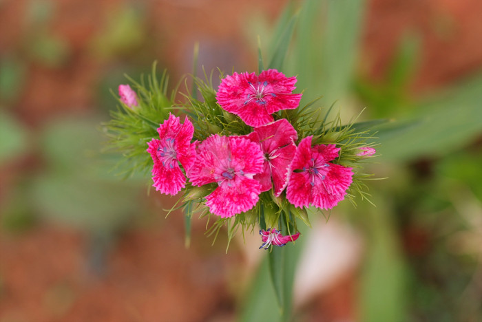 패랭이꽃 - Dianthus chinensis L. var. chinensis, Dianthus chinensis L. var. chinensis