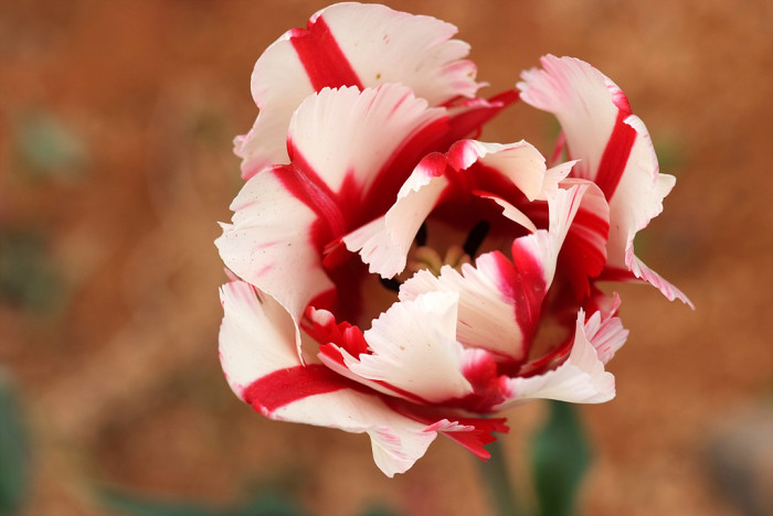 튤립 - Tulip, Tulipa gesneriana