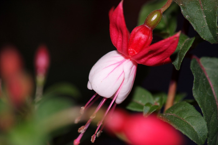 후쿠시아 - Common garden fuchsia, Fuchsia spp.