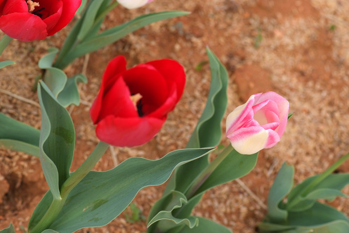 튤립 - Tulip, Tulipa gesneriana