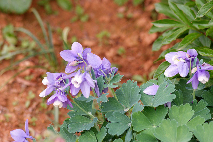하늘매발톱 - shape columbine, Aquilegia flabellata Siebold & Zucc. var. pumila (Huth) Kudo