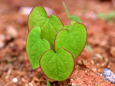 삼지구엽초 사진 - Epimedium koreanum Nakai Photos