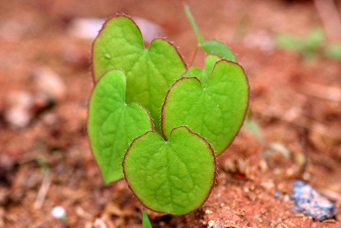 삼지구엽초 - Epimedium koreanum Nakai