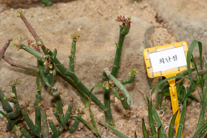 희난설 - Agave geminiflora