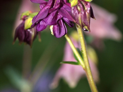 매발톱 사진 - Aquilegia buergeriana Siebold & Zucc. var. oxysepala (Trautv. & C. A. Mey.) Kitam. Photos
