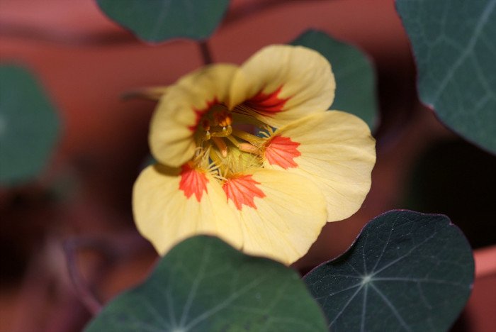 한련 - Garden nasturtium, Tropaeolum majus L.