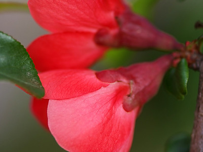명자나무 사진 - Chaenomeles japonica (Thunb.) Lindl. ex Spach Photos