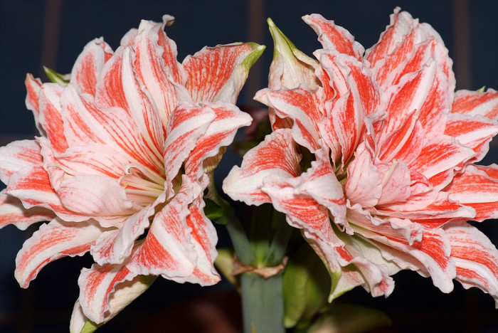 아마릴리스 - amaryllis, Hippeastrum puniceum (Lam.) Voss