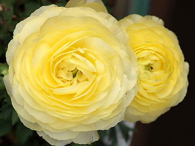 라넌큘러스 사진 - Ranunculus asiaticus Photos