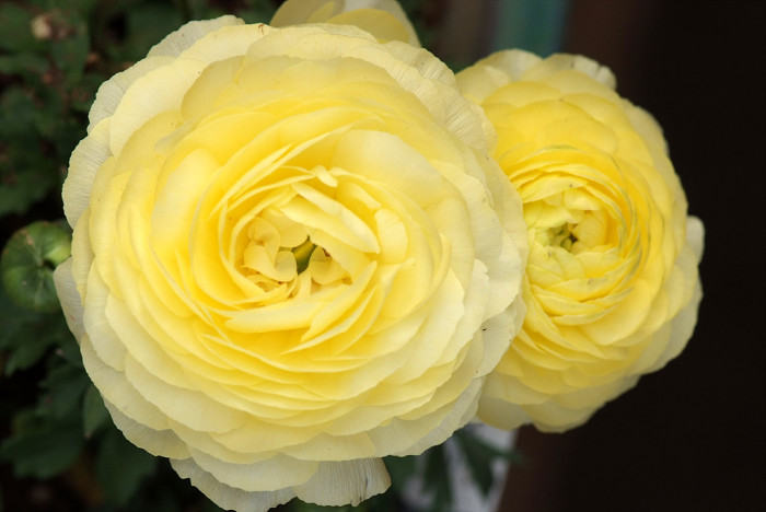 라넌큘러스 - Ranunculus asiaticus