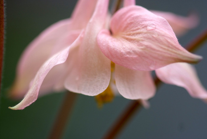 매발톱 - columbine, Aquilegia buergeriana Siebold & Zucc. var. oxysepala (Trautv. & C. A. Mey.) Kitam.