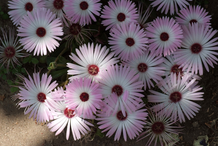 리빙스턴데이지 - Livingstone daisy