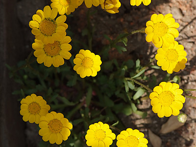 마가렛 사진 - Chrysanthemum frutescens L. Photos