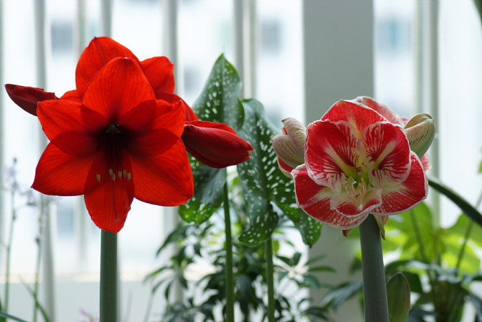 아마릴리스 - amaryllis, Hippeastrum puniceum (Lam.) Voss