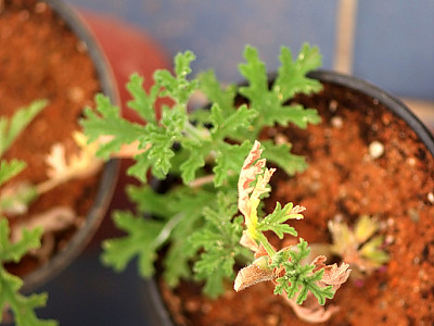 로즈제라늄 사진 - Pelargonium graveolens Photos