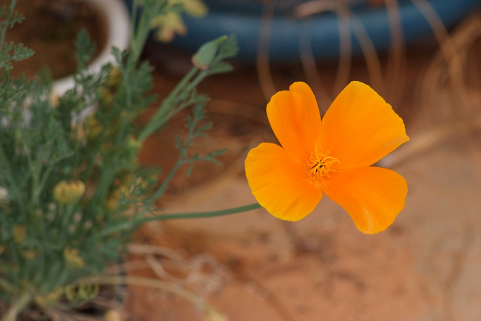금영화 - California Poppy, Eschscholzia californica Cham.