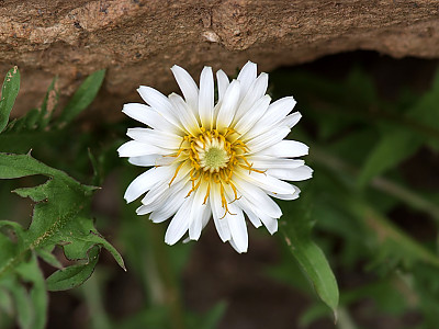 흰민들레 사진 - Taraxacum coreanum Nakai Photos