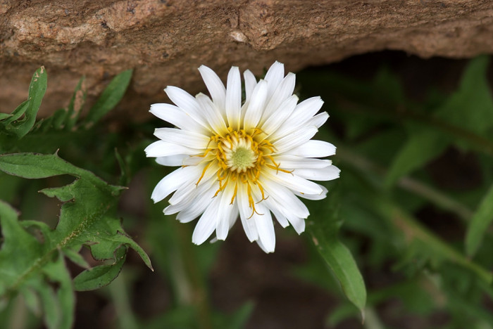 흰민들레 - Taraxacum coreanum Nakai
