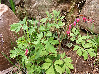 금낭화 사진 - Dicentra spectabilis Photos