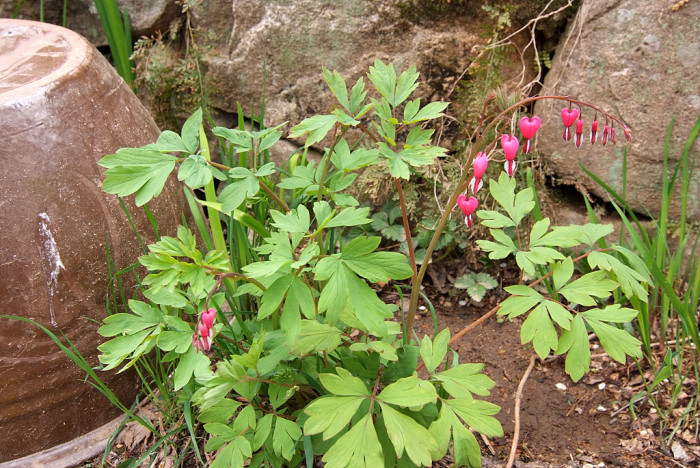 금낭화 - Dicentra spectabilis