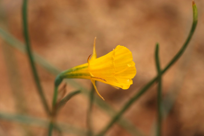 수선화 - daffodil, Narcissus tazetta var. chinensis