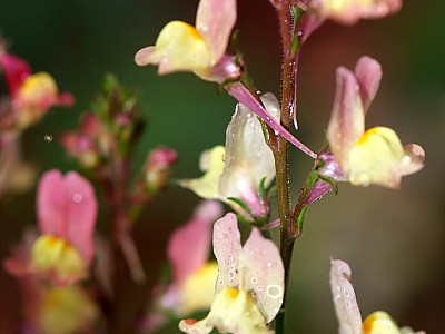 리나리아 사진 - Linaria bipartita Photos