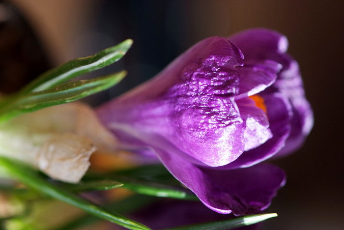 크로커스 - Crocus, Crocus spp.
