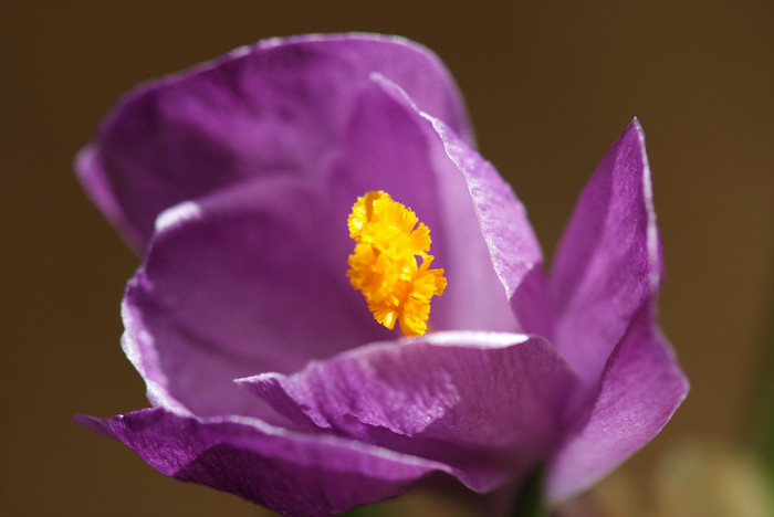 크로커스 - Crocus, Crocus spp.
