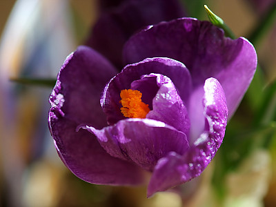 크로커스 사진 - Crocus spp. Photos