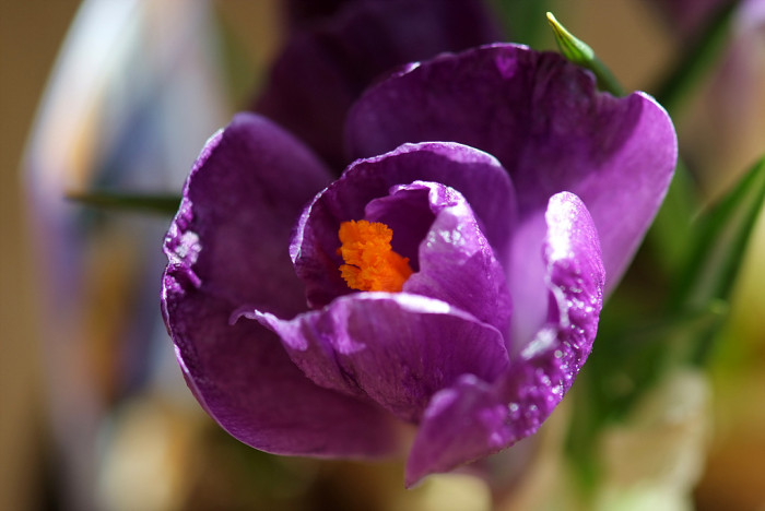 크로커스 - Crocus, Crocus spp.