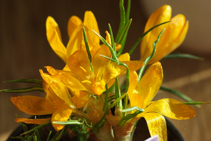 크로커스 - Crocus, Crocus spp.