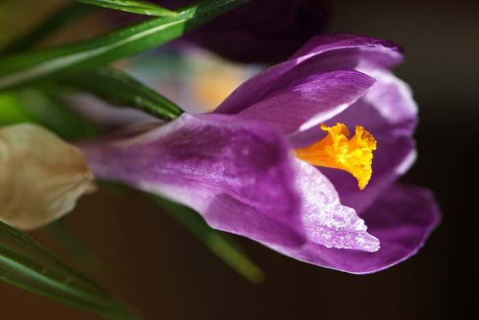 크로커스 - Crocus, Crocus spp.