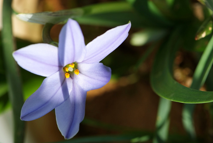 향기별꽃 - starflower, spring starflower, Ipheion uniflorum