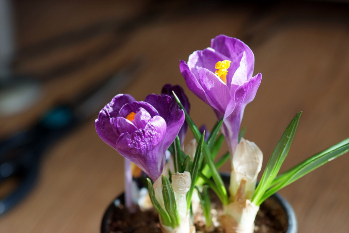 크로커스 - Crocus, Crocus spp.