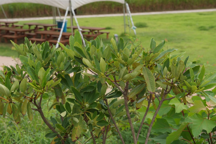 만병초 - Rhododendron brachycarpum D.Don ex G.Don