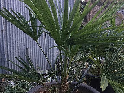 당종려 사진 - Trachycarpus fortunei Photos