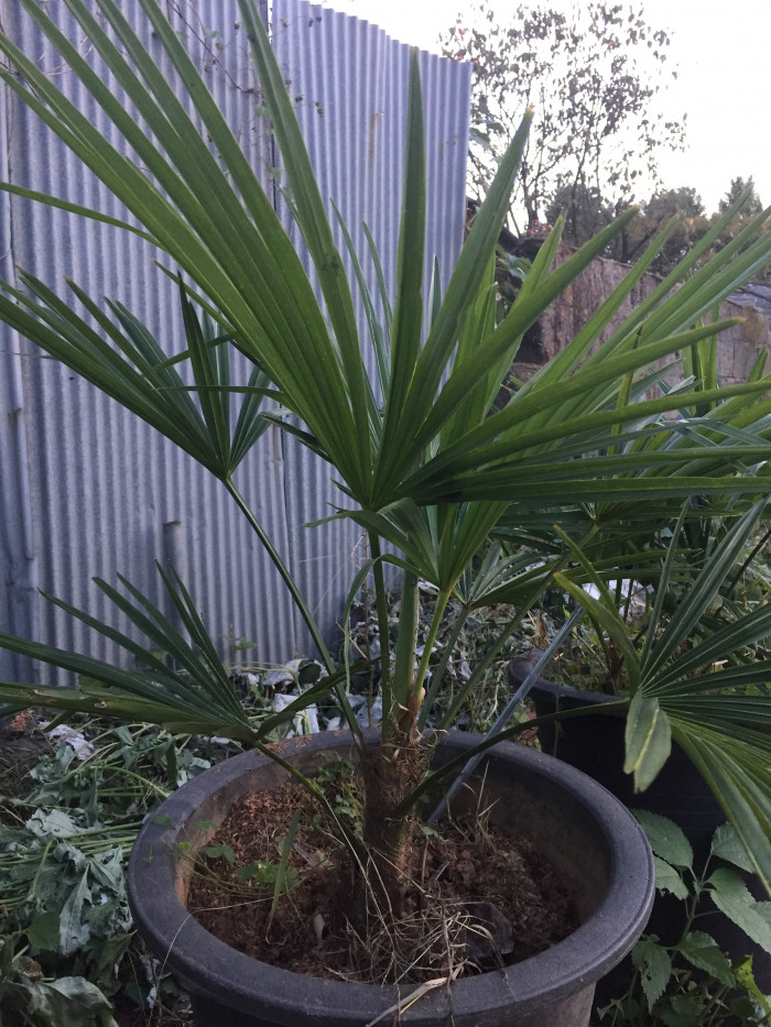 당종려 - Chinese windmill palm, windmill palm, Chusan palm, Trachycarpus fortunei