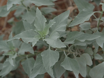 엔첼리아 파리노사 사진 - Encelia farinosa Photos