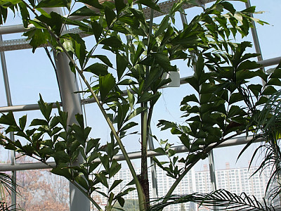 공작야자 사진 - Caryota mitis Photos