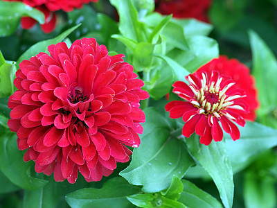 백일홍 사진 - Zinnia elegans Photos