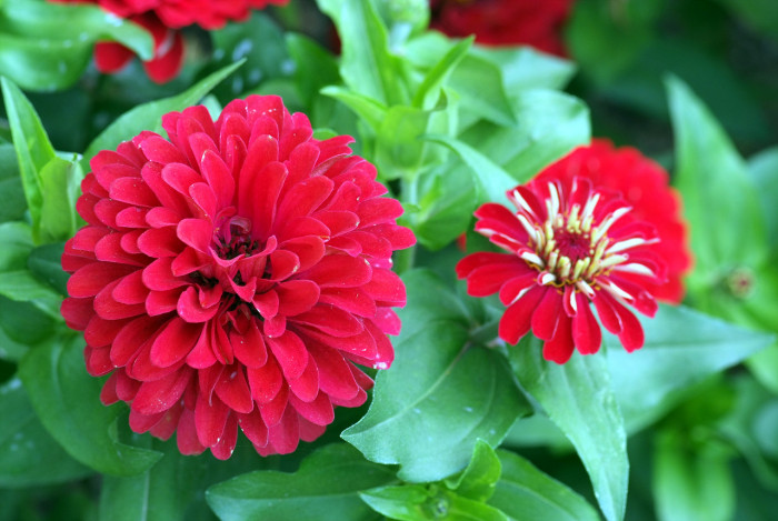 백일홍 - Zinnia, Zinnia elegans