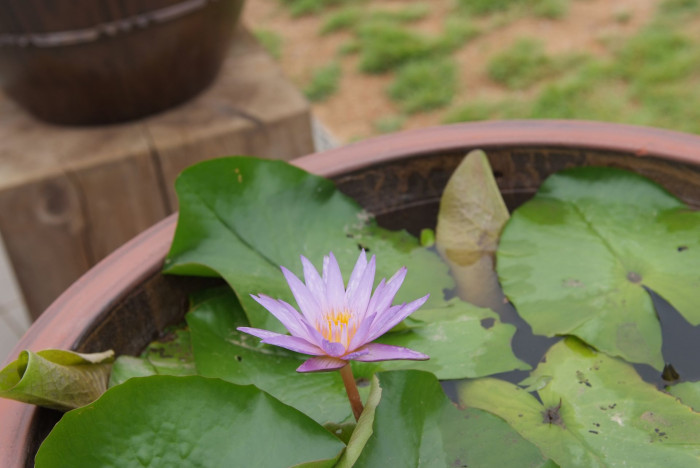 수련 - Nymphaea tetragona var. angusta