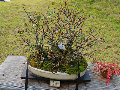 명자나무 사진 - Chaenomeles japonica (Thunb.) Lindl. ex Spach Photos