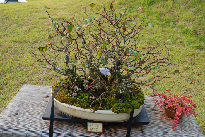 명자나무 -  Chaenomeles speciosa, Chaenomeles japonica (Thunb.) Lindl. ex Spach